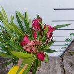 Oleander obyčajný (Nerium oleander) ČERVENÝ - výška 80-100 cm, kont. C5L (-10/-12°C) NA KMIENKU